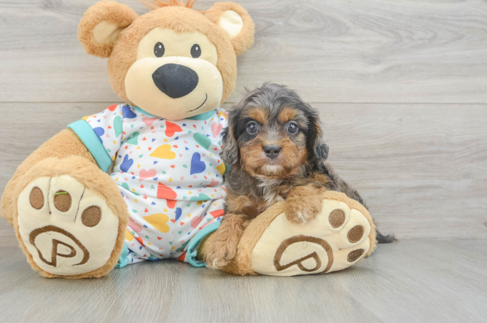 5 week old Cavapoo Puppy For Sale - Florida Fur Babies