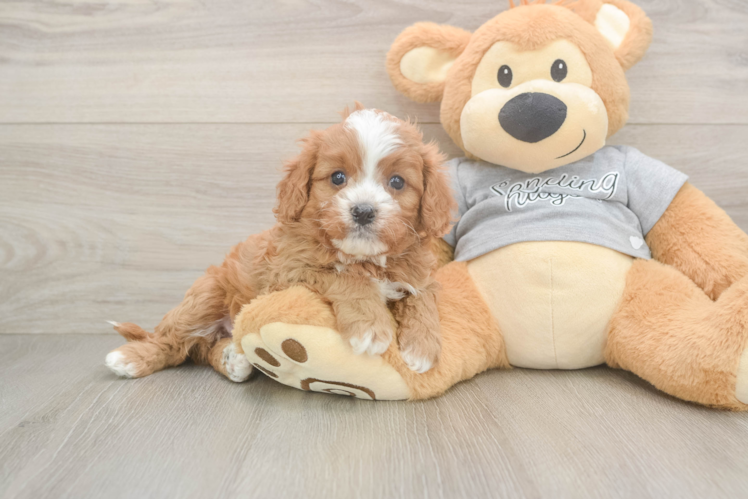 Cavapoo Puppy for Adoption