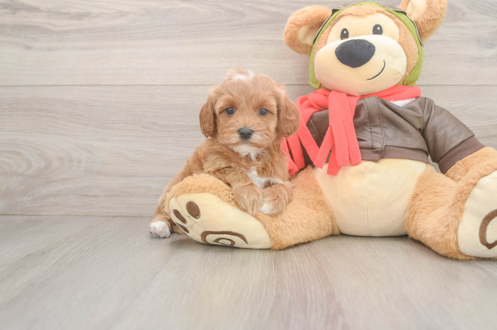 6 week old Cavapoo Puppy For Sale - Florida Fur Babies