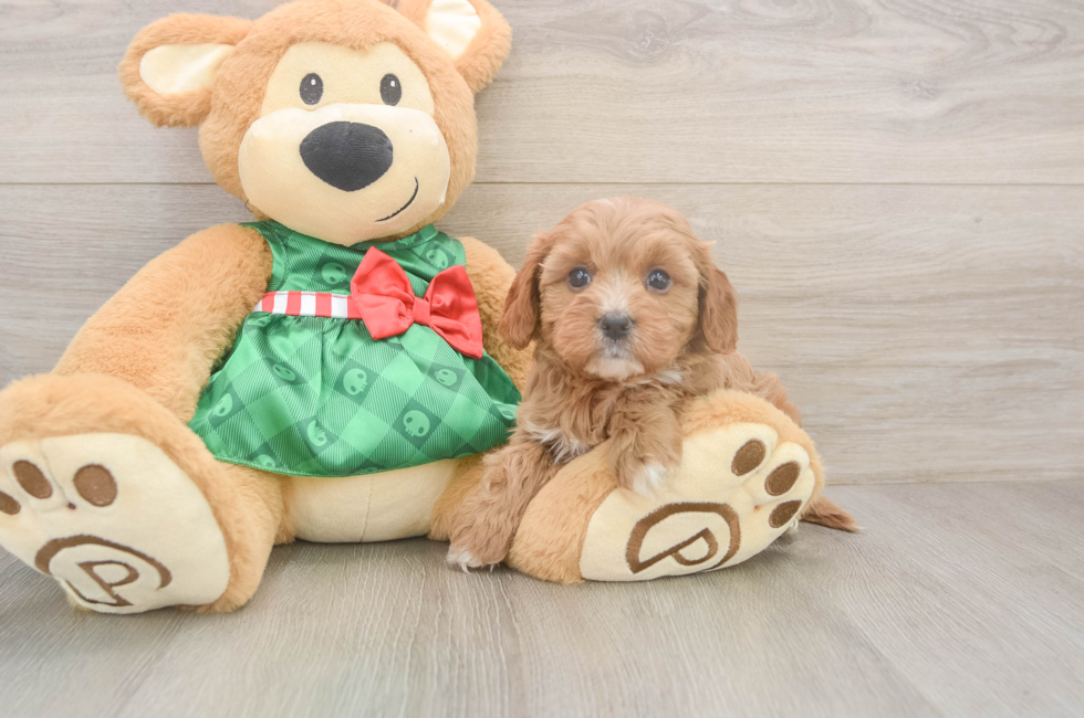 5 week old Cavapoo Puppy For Sale - Florida Fur Babies