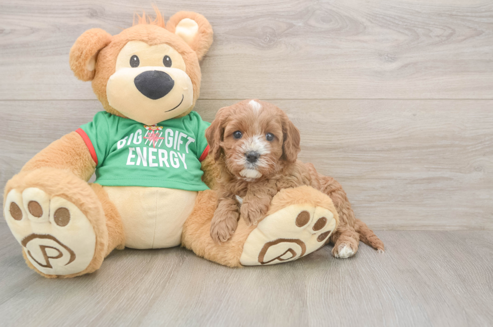 5 week old Cavapoo Puppy For Sale - Florida Fur Babies