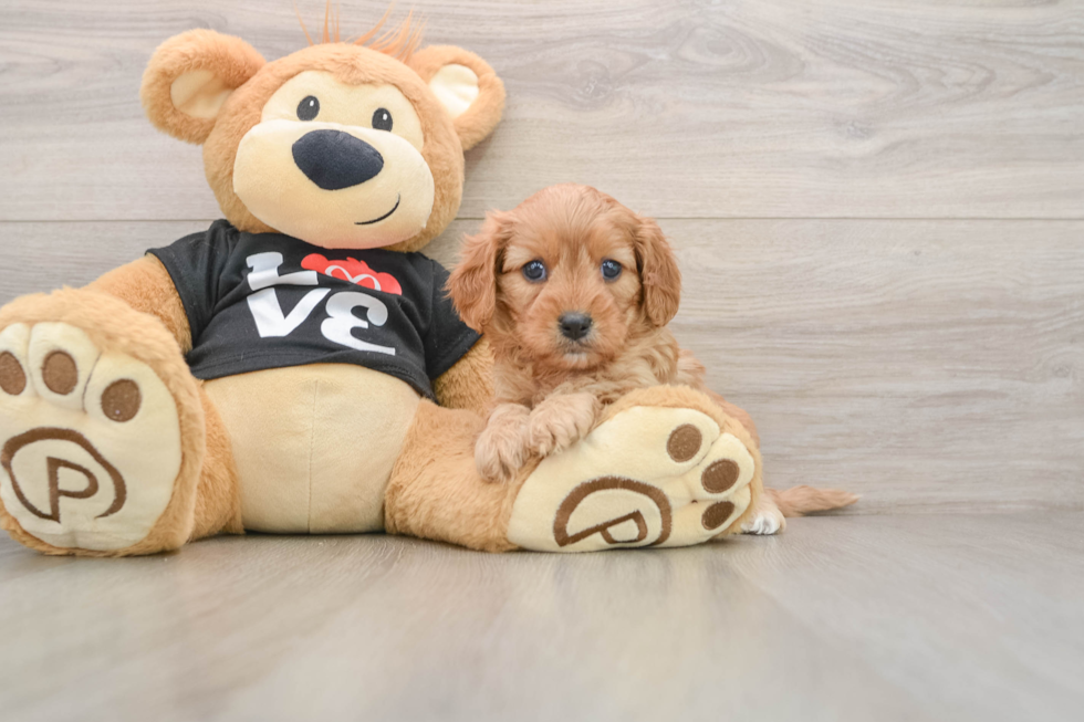 Smart Cavapoo Poodle Mix Pup