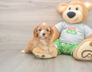 8 week old Cavapoo Puppy For Sale - Florida Fur Babies