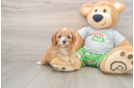 Petite Cavapoo Poodle Mix Pup
