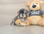 7 week old Cavapoo Puppy For Sale - Florida Fur Babies