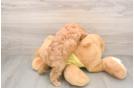 Cavapoo Puppy for Adoption