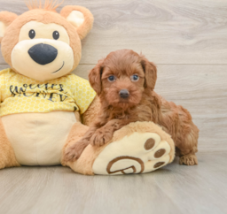7 week old Cavapoo Puppy For Sale - Florida Fur Babies