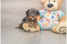Best Cavapoo Baby