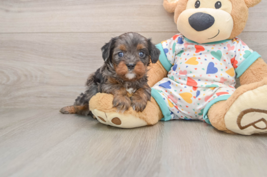 Best Cavapoo Baby
