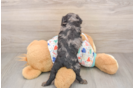 Small Cavapoo Baby