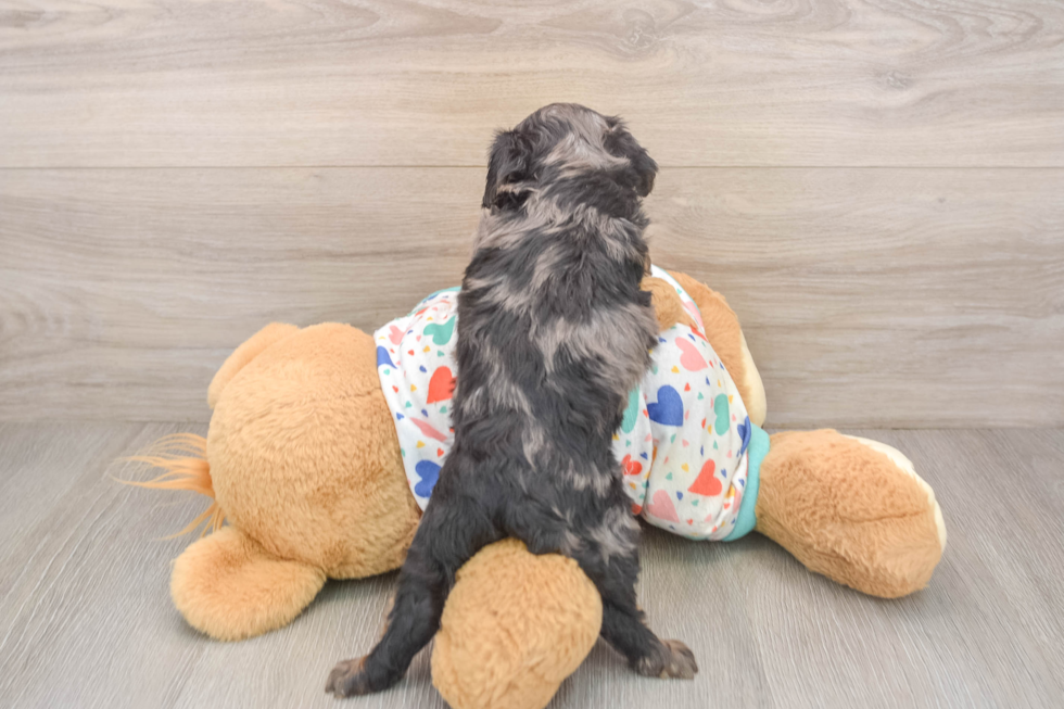 Small Cavapoo Baby