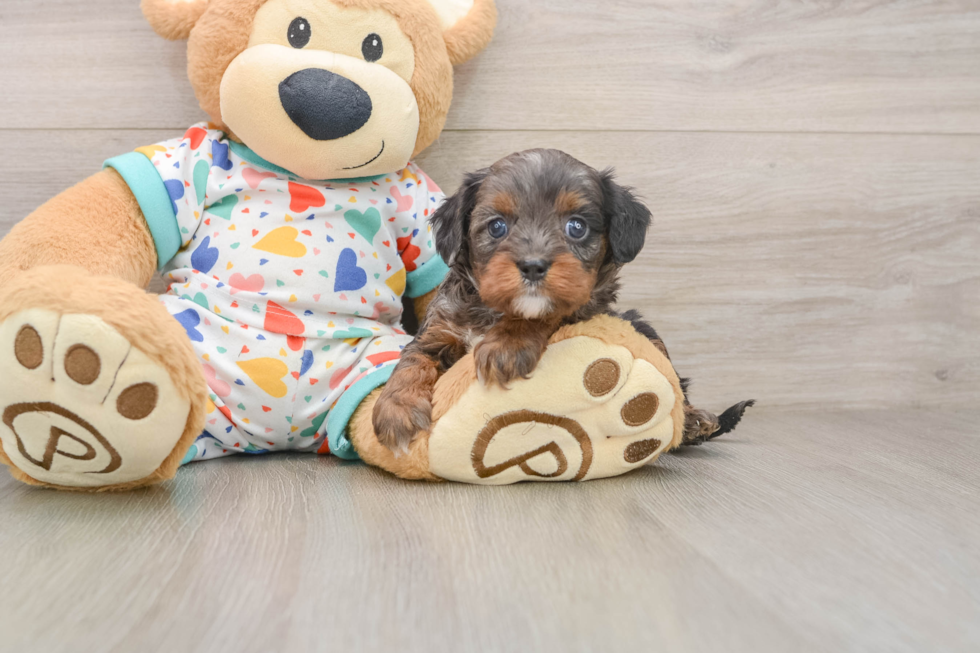 Best Cavapoo Baby