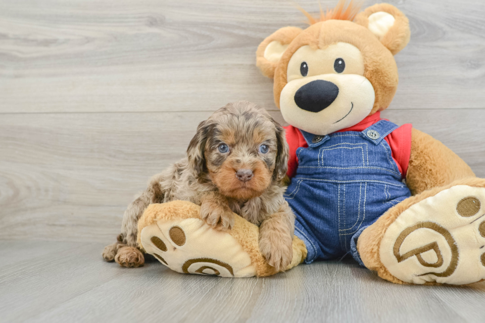 Best Cavapoo Baby