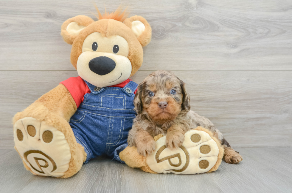 5 week old Cavapoo Puppy For Sale - Florida Fur Babies