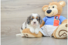 Best Cavapoo Baby