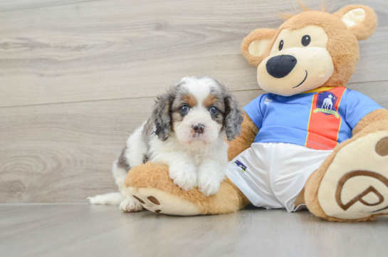 Best Cavapoo Baby