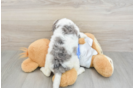 Small Cavapoo Baby