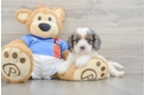 Energetic Cavoodle Poodle Mix Puppy