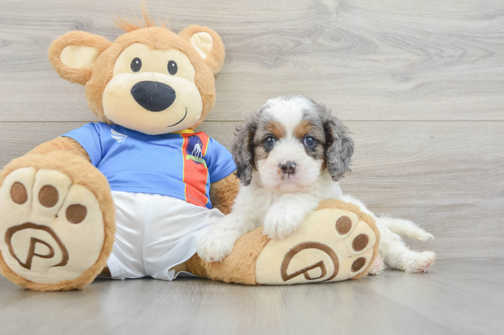 Energetic Cavoodle Poodle Mix Puppy
