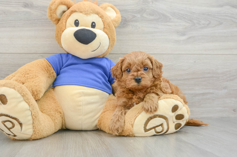 7 week old Cavapoo Puppy For Sale - Florida Fur Babies