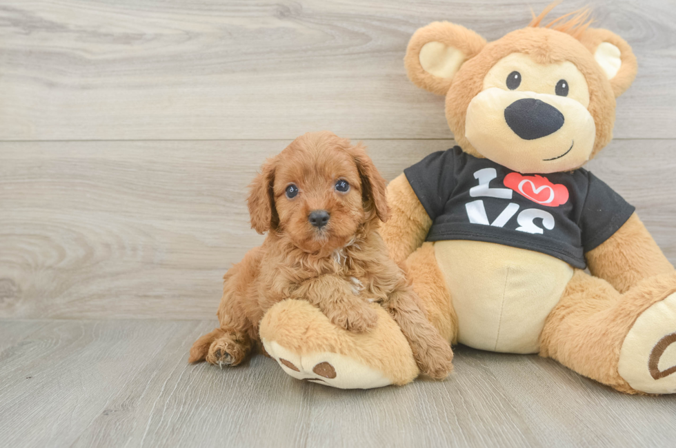 5 week old Cavapoo Puppy For Sale - Florida Fur Babies
