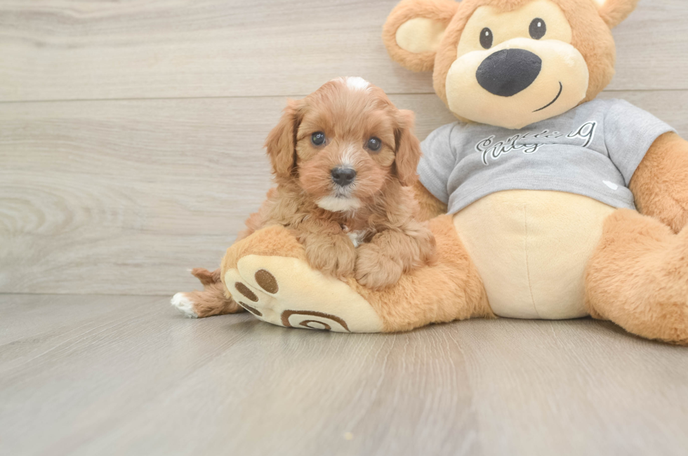 5 week old Cavapoo Puppy For Sale - Florida Fur Babies