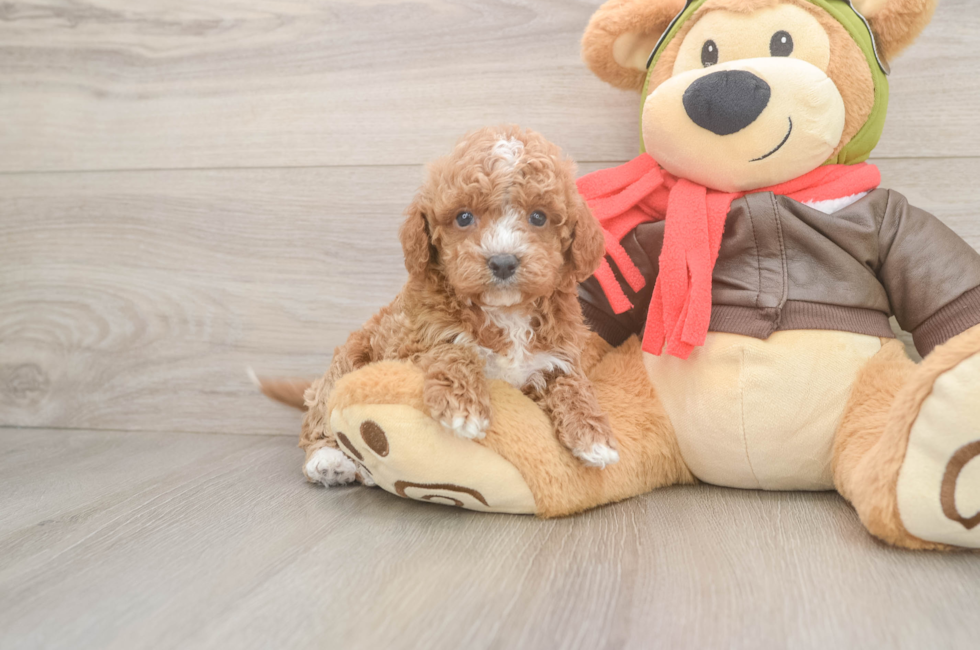 5 week old Cavapoo Puppy For Sale - Florida Fur Babies