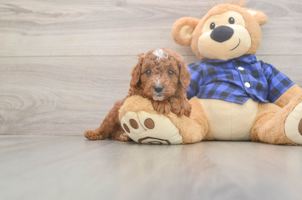 5 week old Cavapoo Puppy For Sale - Florida Fur Babies