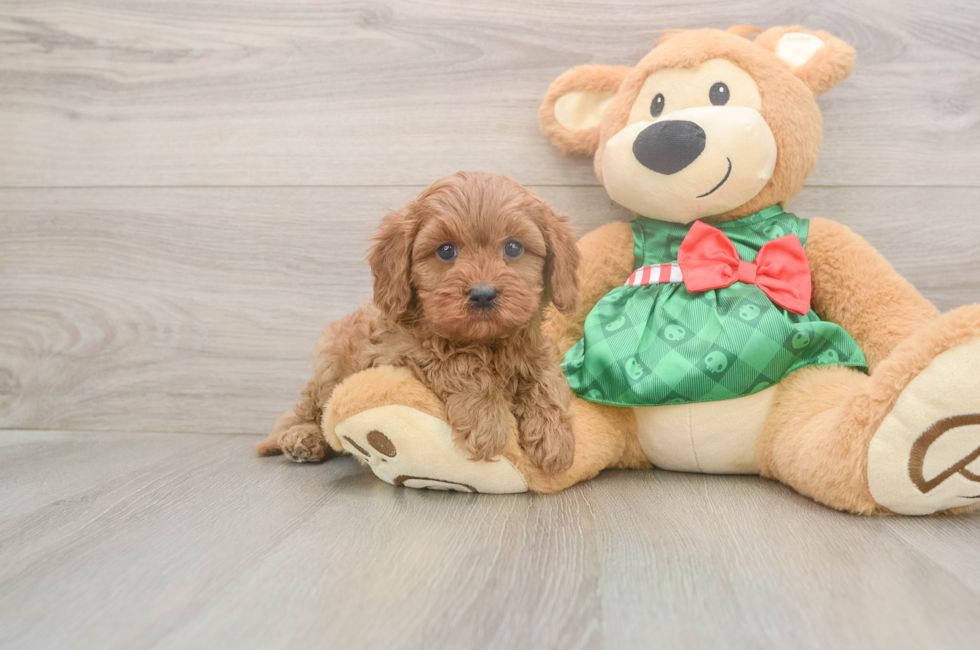 5 week old Cavapoo Puppy For Sale - Florida Fur Babies