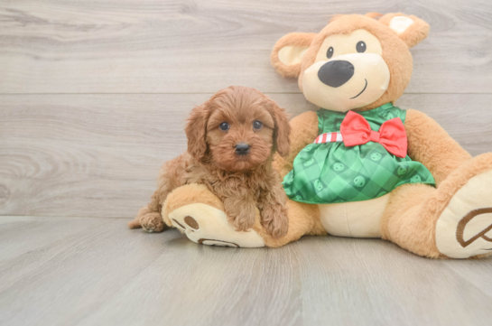 Fluffy Cavapoo Poodle Mix Pup