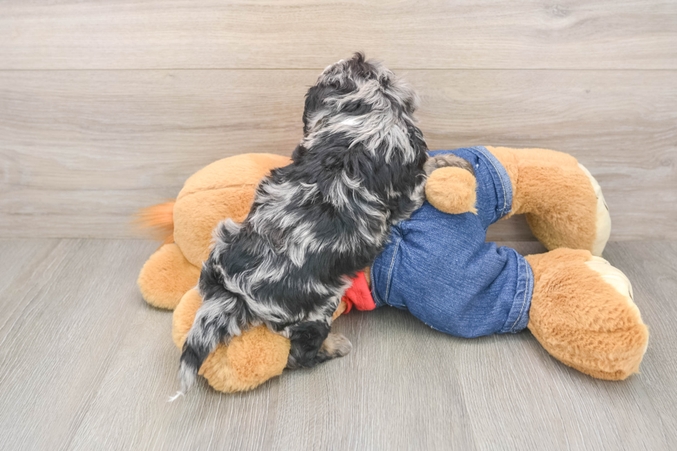 Petite Cavapoo Poodle Mix Pup