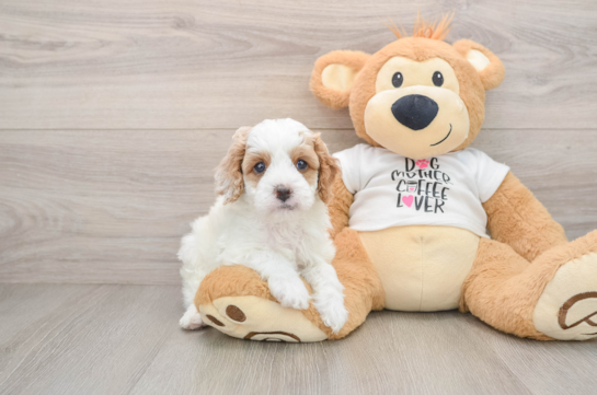 Funny Cavapoo Poodle Mix Pup