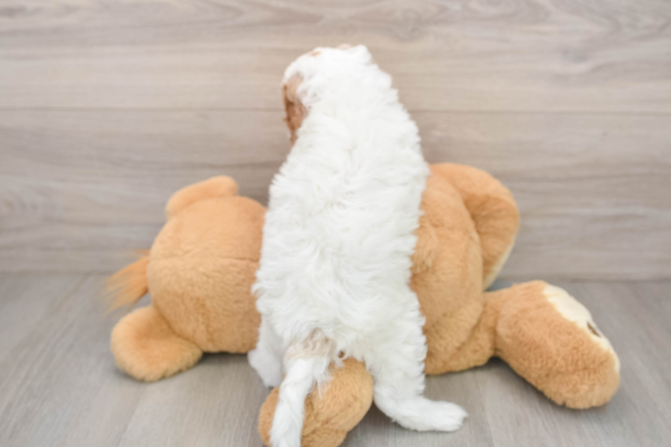 Friendly Cavapoo Baby