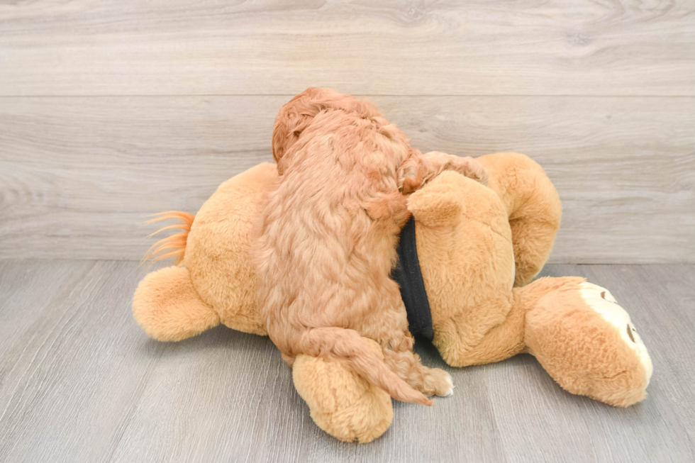 Best Cavapoo Baby