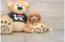 Best Cavapoo Baby