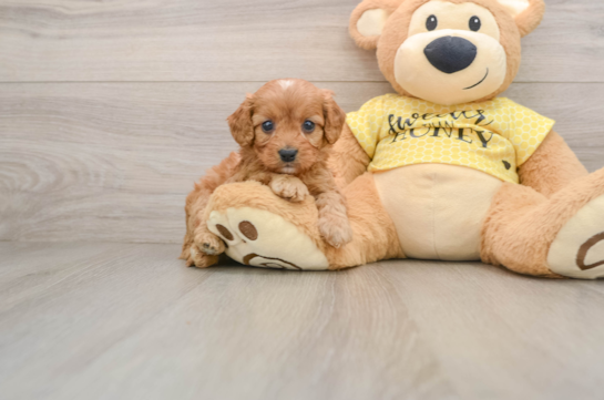 Cavapoo Pup Being Cute