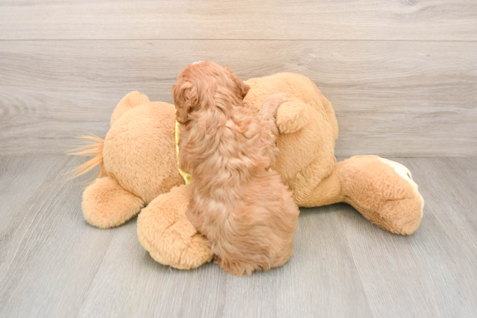 Cavapoo Puppy for Adoption