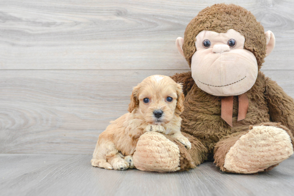 Best Cavapoo Baby