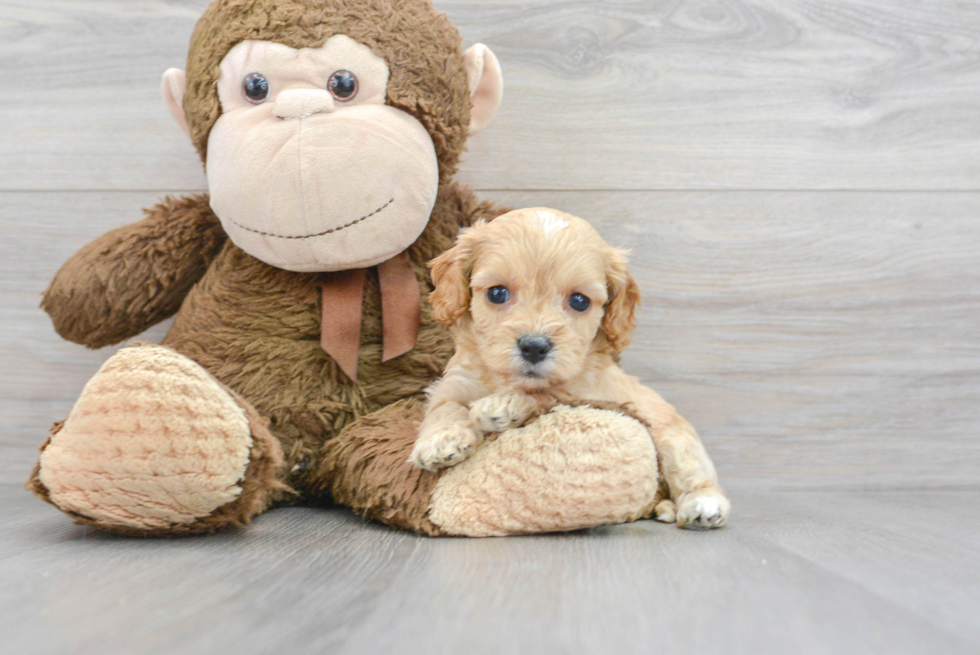 Cute Cavapoo Baby