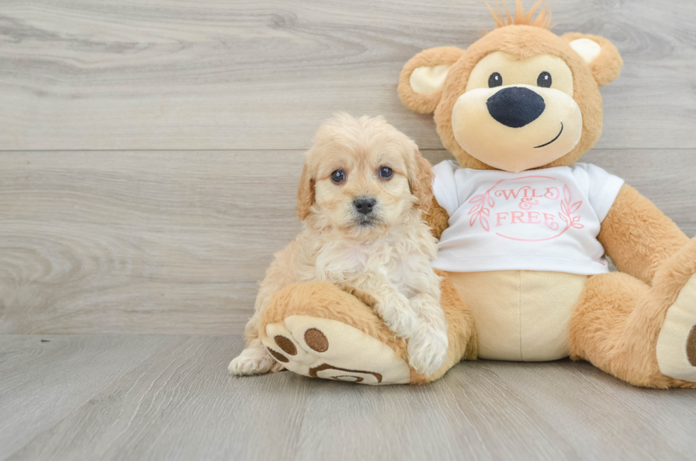 6 week old Cavapoo Puppy For Sale - Florida Fur Babies