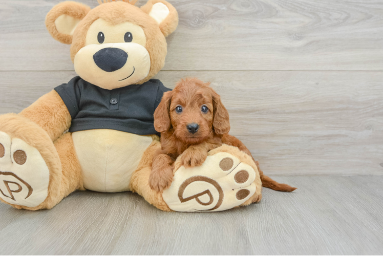 Cavapoo Puppy for Adoption