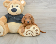 8 week old Cavapoo Puppy For Sale - Florida Fur Babies