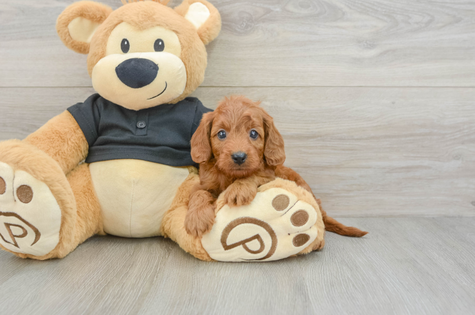 6 week old Cavapoo Puppy For Sale - Florida Fur Babies