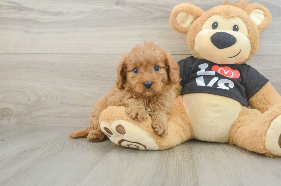 5 week old Cavapoo Puppy For Sale - Florida Fur Babies