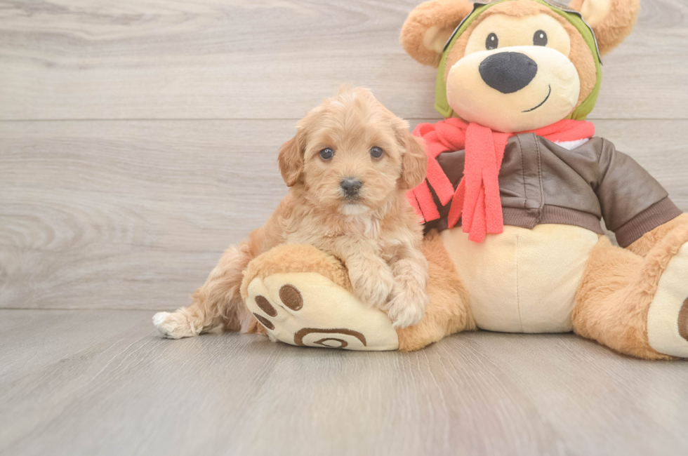 5 week old Cavapoo Puppy For Sale - Florida Fur Babies