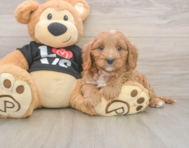 8 week old Cavapoo Puppy For Sale - Florida Fur Babies