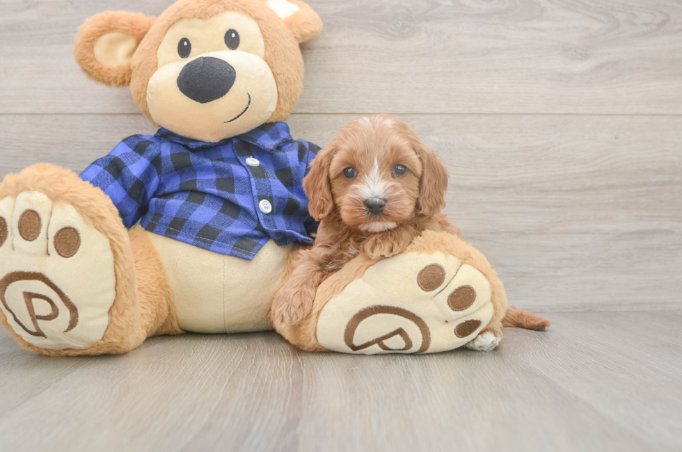 5 week old Cavapoo Puppy For Sale - Florida Fur Babies