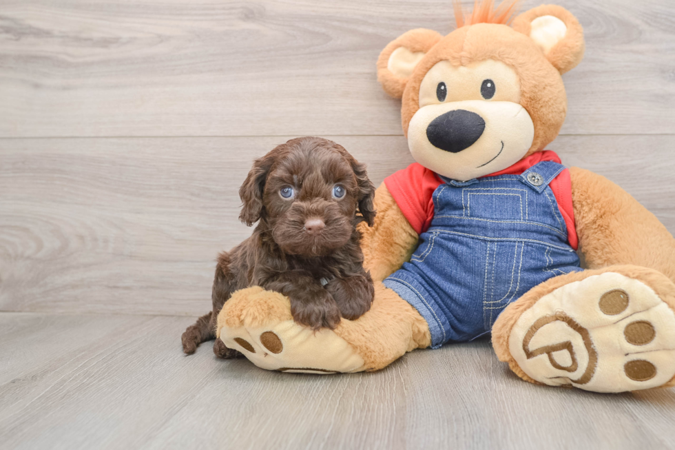 Energetic Cavoodle Poodle Mix Puppy