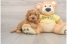 Best Cavapoo Baby