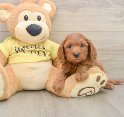 7 week old Cavapoo Puppy For Sale - Florida Fur Babies
